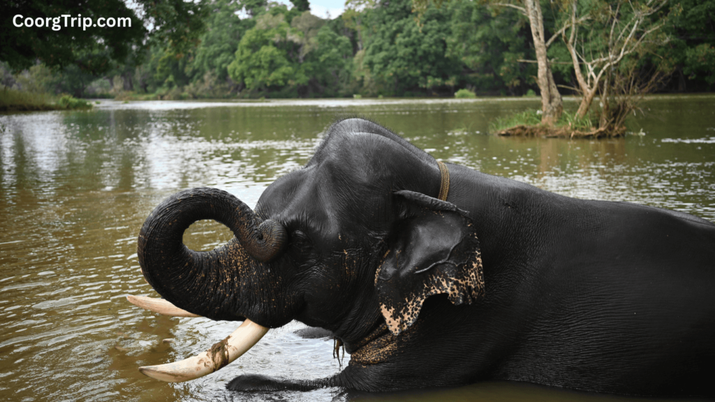 Dubare Elephant Camp