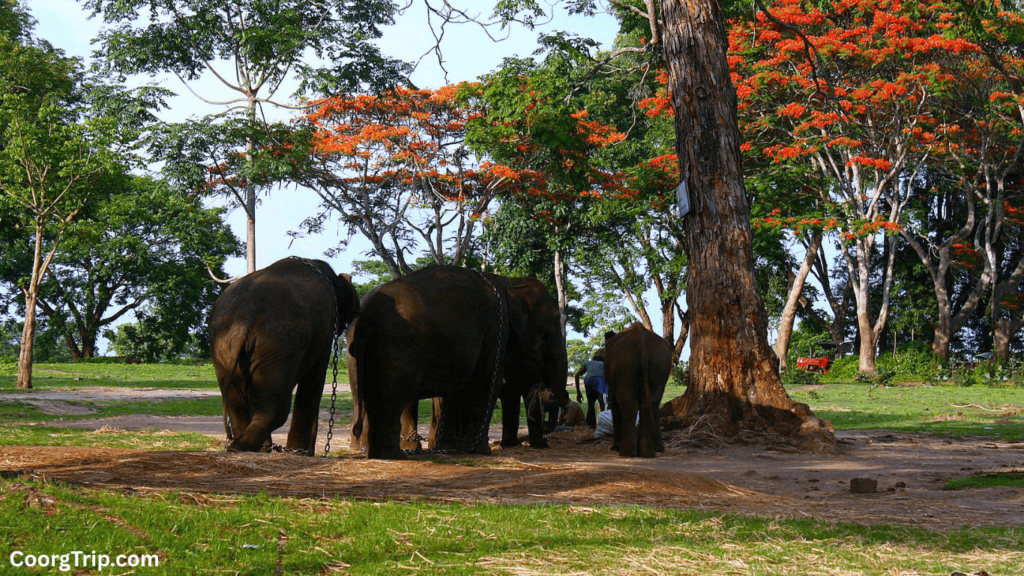 Kushalnagar 2-Day Itinerary: A Perfect Weekend Getaway 5 Dubare Elephant Camp 2