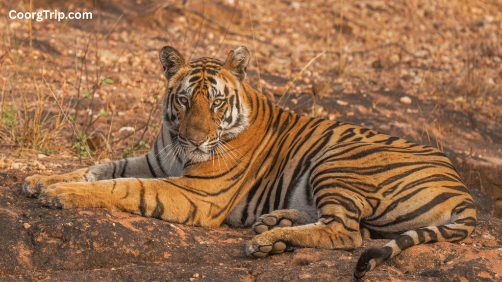 Nagarahole National Park