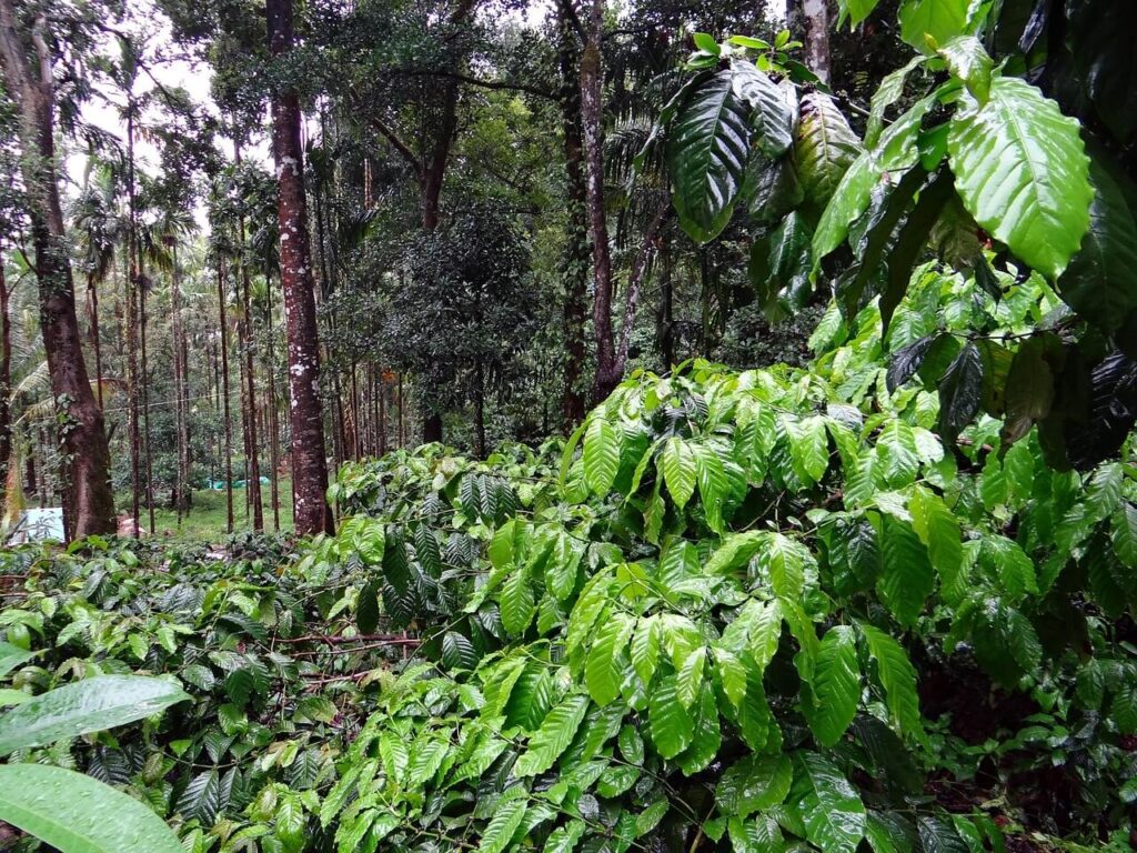 great month to visit Coorg-coffee plantations